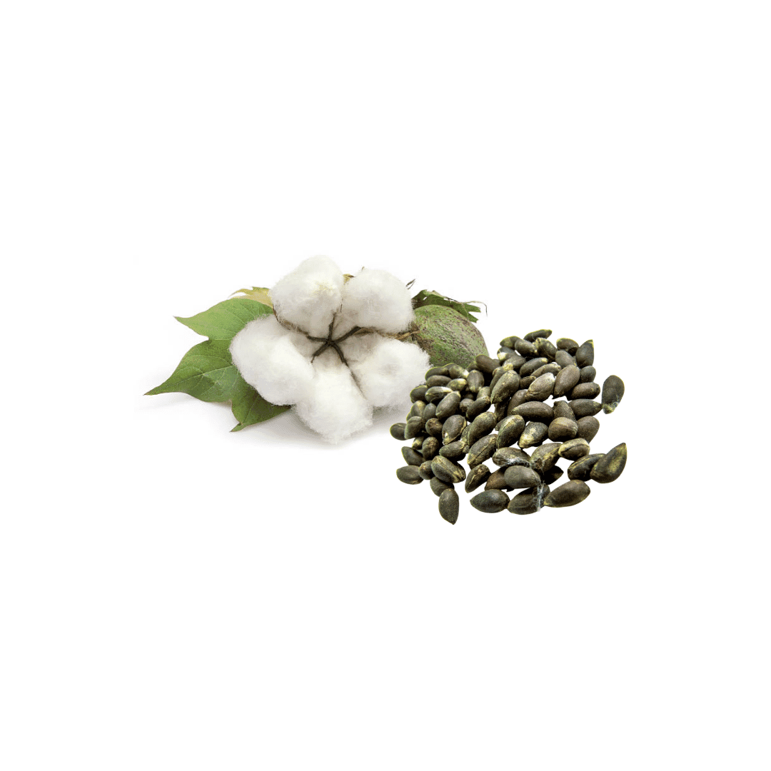 cotton-seeds